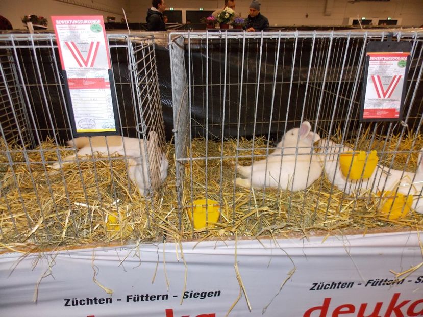  - EXPO-2017- NATIONALA AUSTRIEI WELS