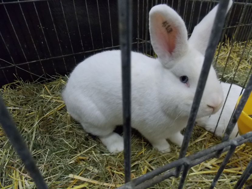  - EXPO-2017- NATIONALA AUSTRIEI WELS