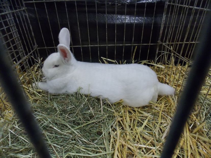  - EXPO-2017- NATIONALA AUSTRIEI WELS