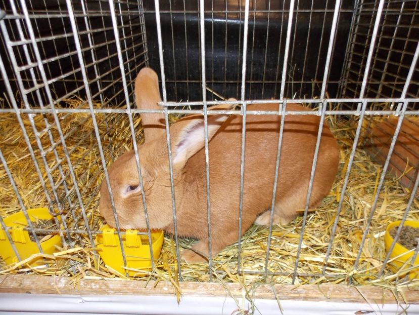  - EXPO-2017- NATIONALA AUSTRIEI WELS