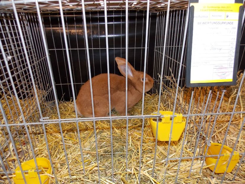  - EXPO-2017- NATIONALA AUSTRIEI WELS