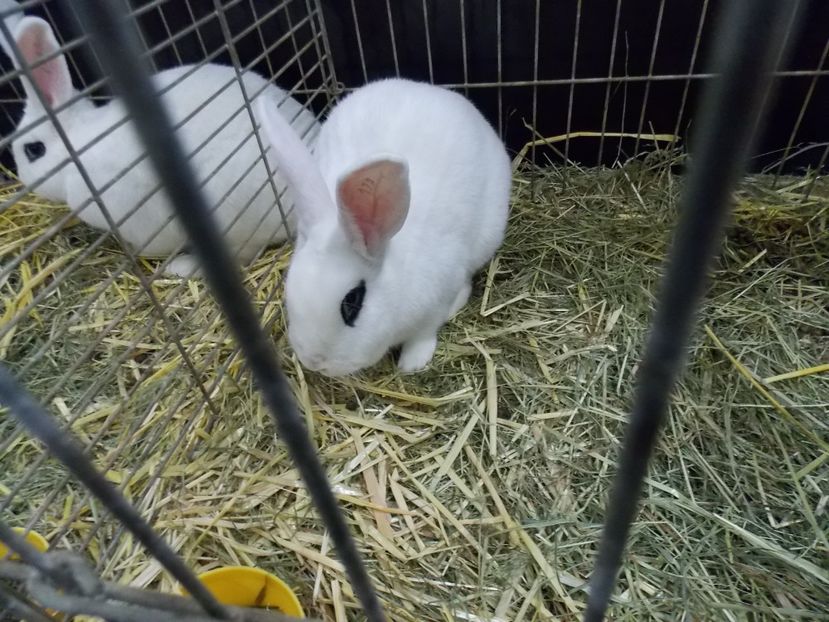  - EXPO-2017- NATIONALA AUSTRIEI WELS