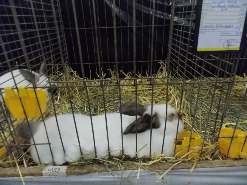  - EXPO-2017- NATIONALA AUSTRIEI WELS