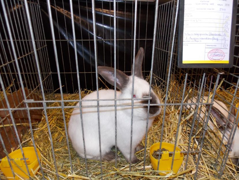  - EXPO-2017- NATIONALA AUSTRIEI WELS