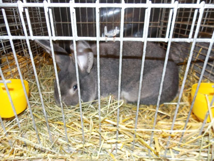  - EXPO-2017- NATIONALA AUSTRIEI WELS