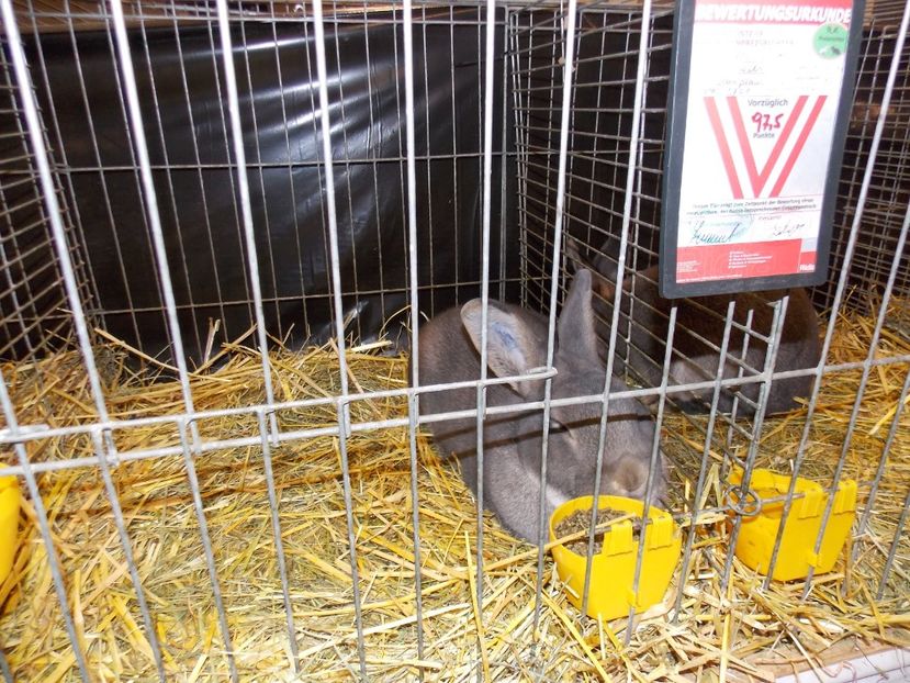  - EXPO-2017- NATIONALA AUSTRIEI WELS