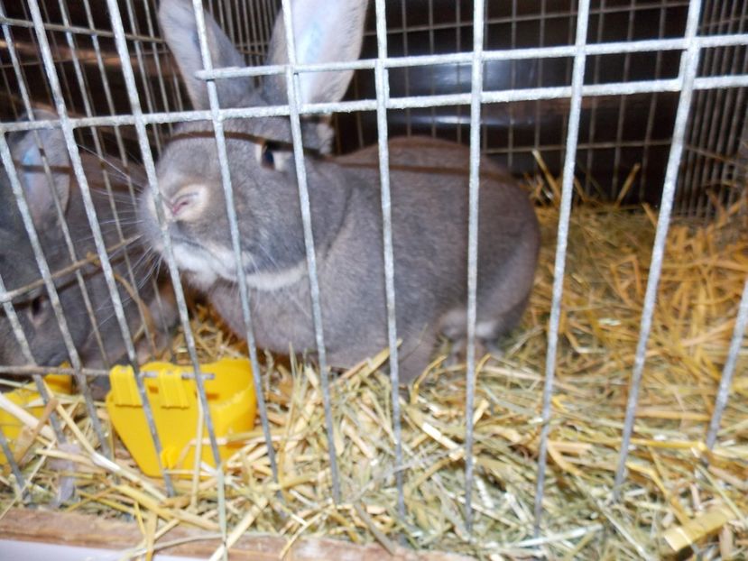  - EXPO-2017- NATIONALA AUSTRIEI WELS