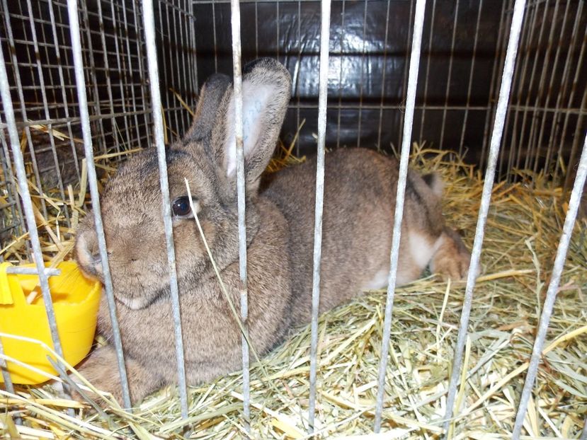  - EXPO-2017- NATIONALA AUSTRIEI WELS