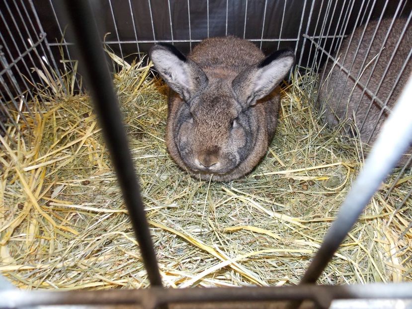  - EXPO-2017- NATIONALA AUSTRIEI WELS