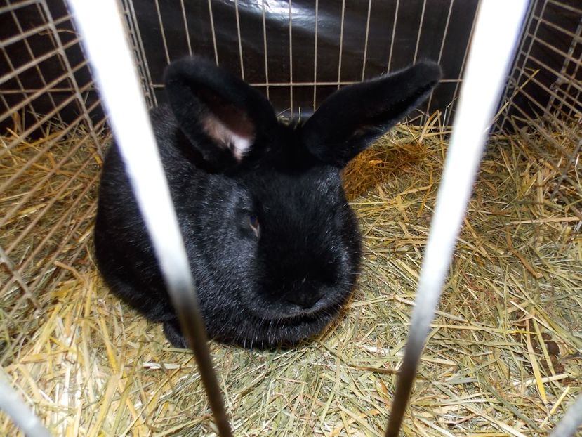  - EXPO-2017- NATIONALA AUSTRIEI WELS