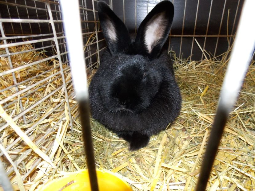  - EXPO-2017- NATIONALA AUSTRIEI WELS