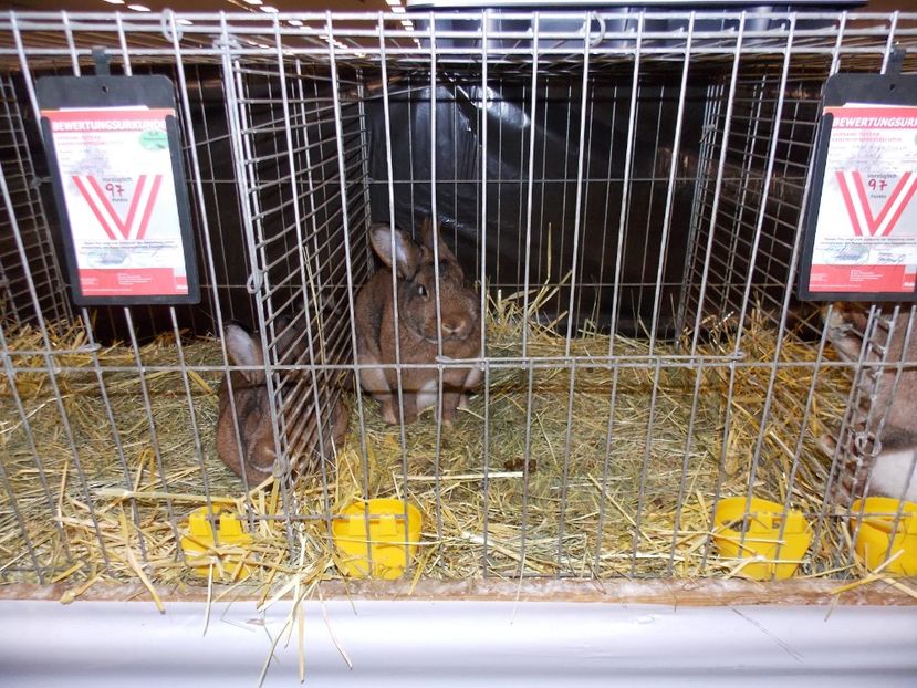  - EXPO-2017- NATIONALA AUSTRIEI WELS