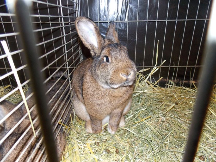  - EXPO-2017- NATIONALA AUSTRIEI WELS