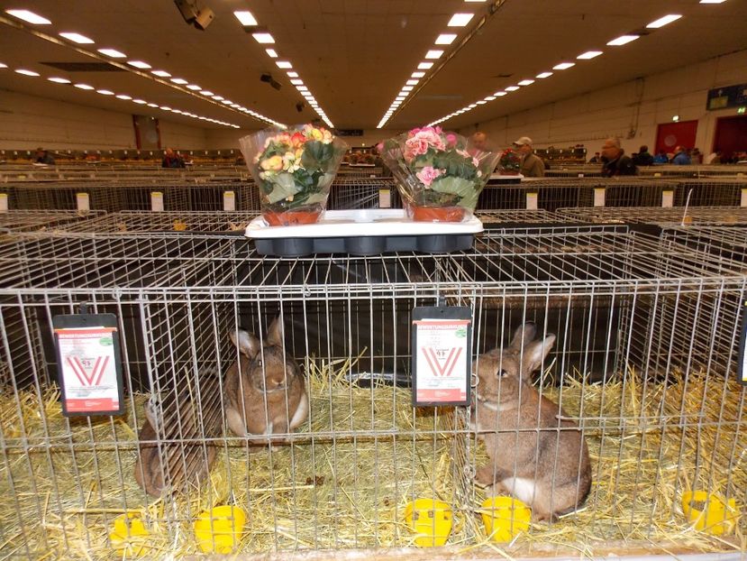  - EXPO-2017- NATIONALA AUSTRIEI WELS