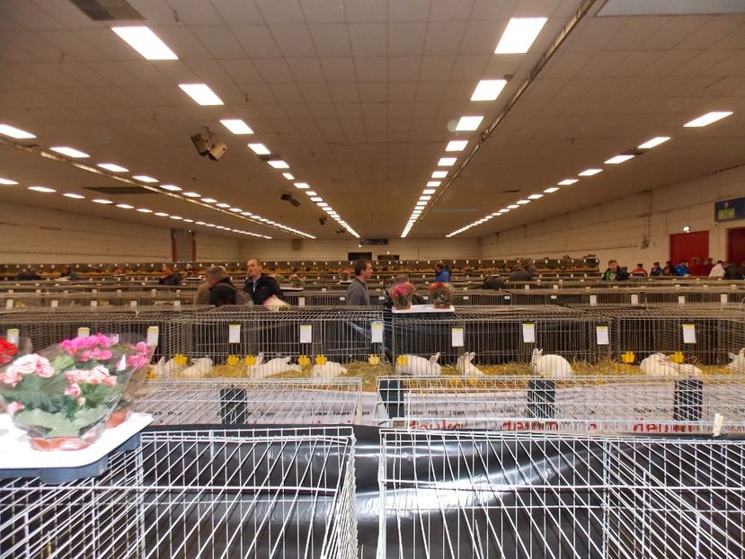  - EXPO-2017- NATIONALA AUSTRIEI WELS