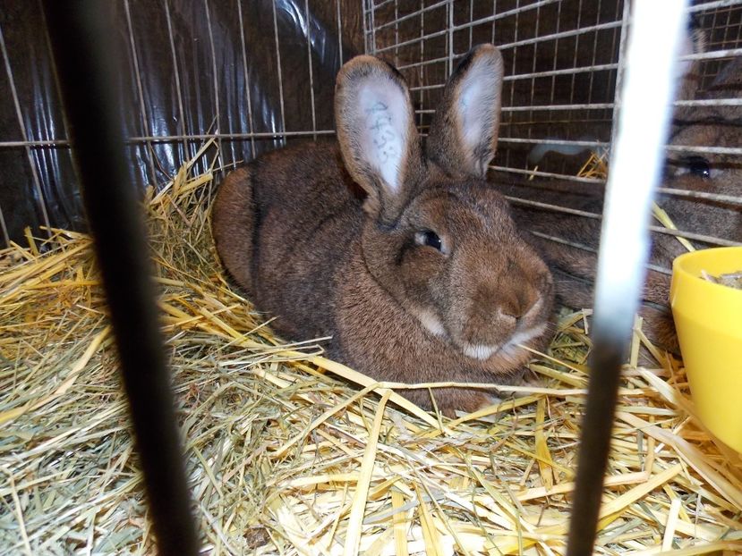  - EXPO-2017- NATIONALA AUSTRIEI WELS