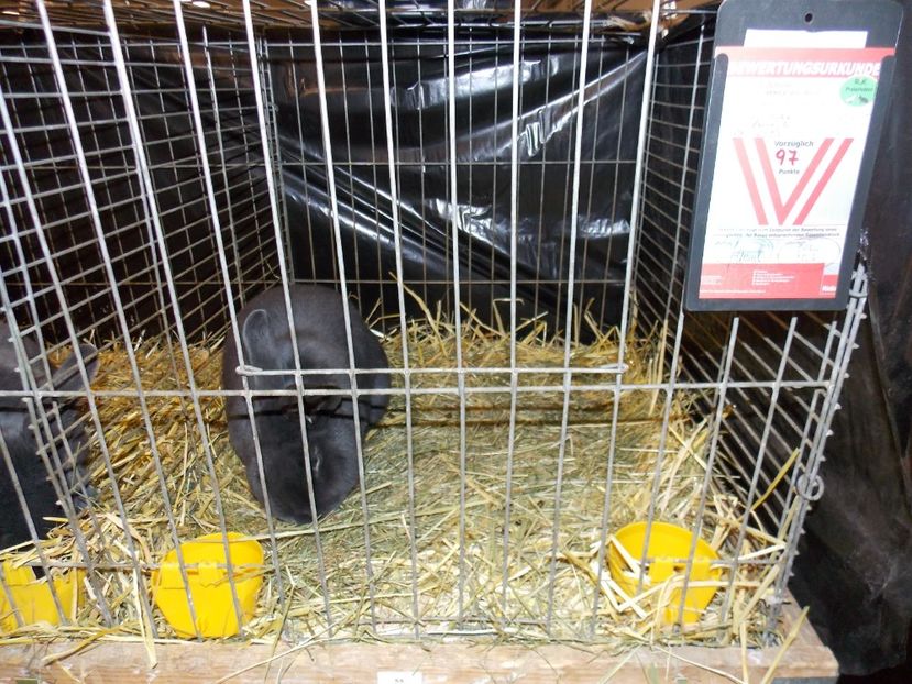  - EXPO-2017- NATIONALA AUSTRIEI WELS