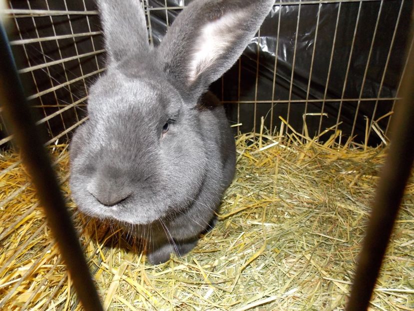  - EXPO-2017- NATIONALA AUSTRIEI WELS