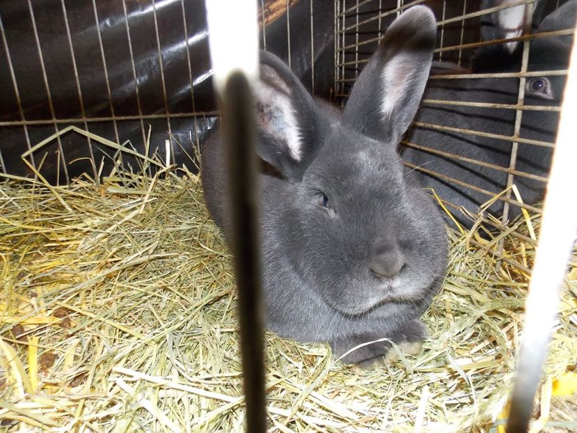  - EXPO-2017- NATIONALA AUSTRIEI WELS