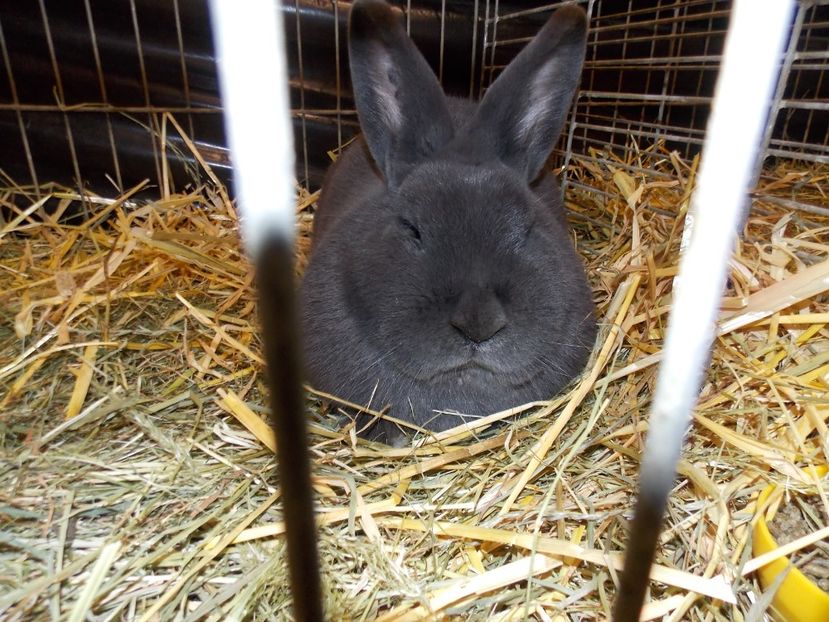  - EXPO-2017- NATIONALA AUSTRIEI WELS