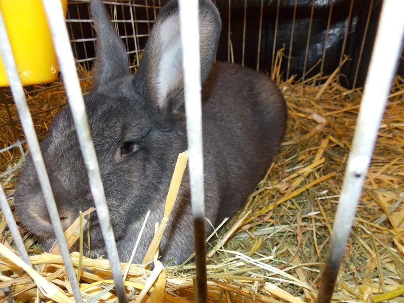  - EXPO-2017- NATIONALA AUSTRIEI WELS