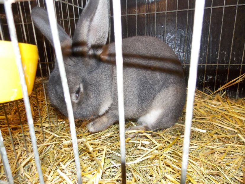  - EXPO-2017- NATIONALA AUSTRIEI WELS