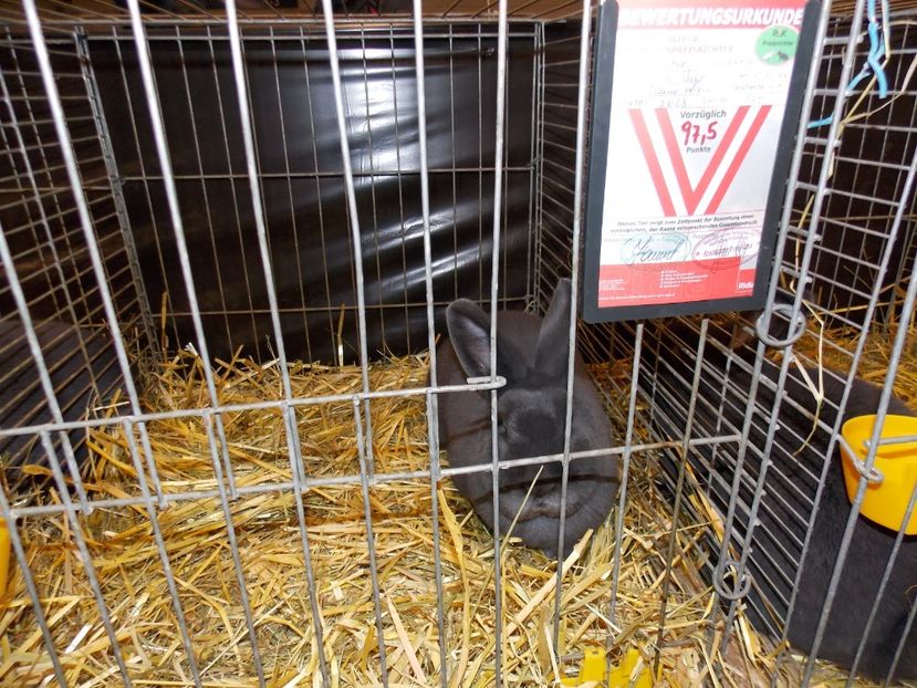  - EXPO-2017- NATIONALA AUSTRIEI WELS