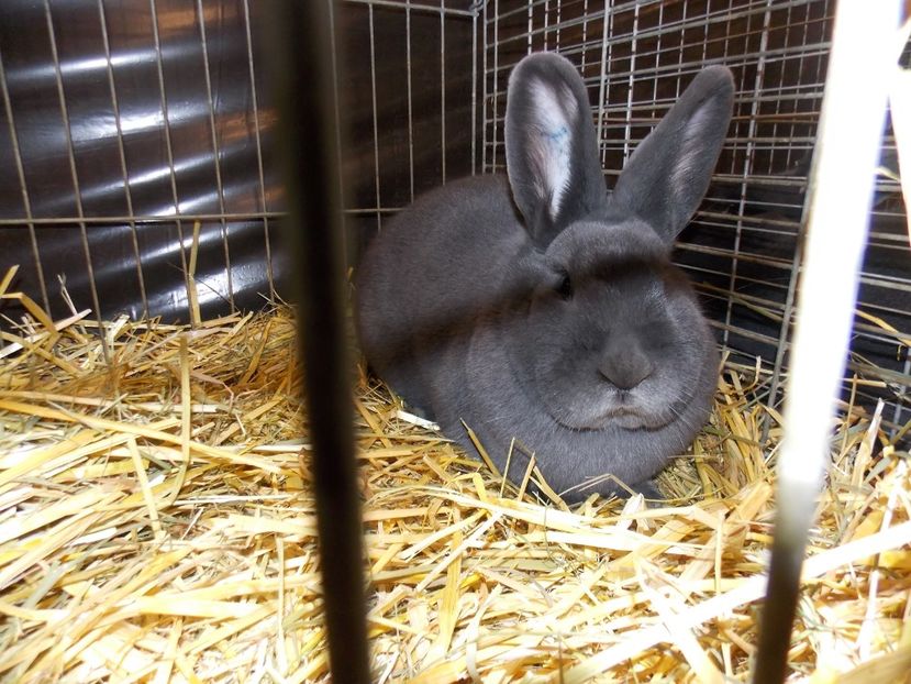  - EXPO-2017- NATIONALA AUSTRIEI WELS