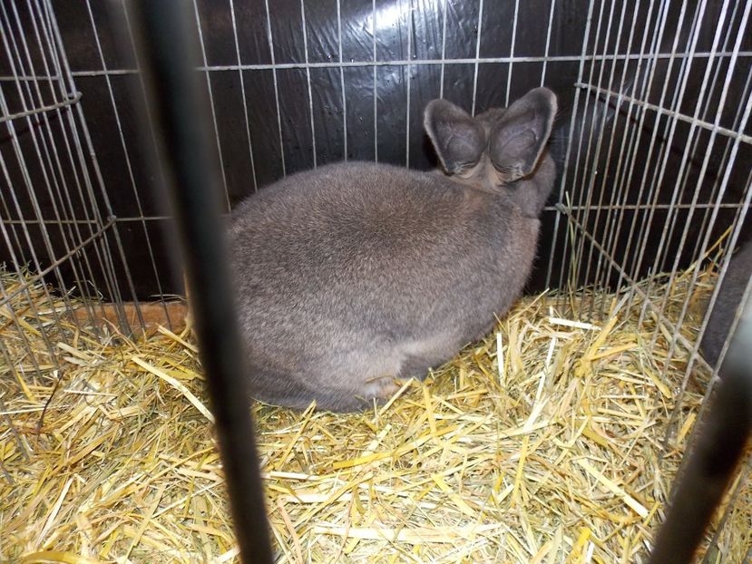  - EXPO-2017- NATIONALA AUSTRIEI WELS