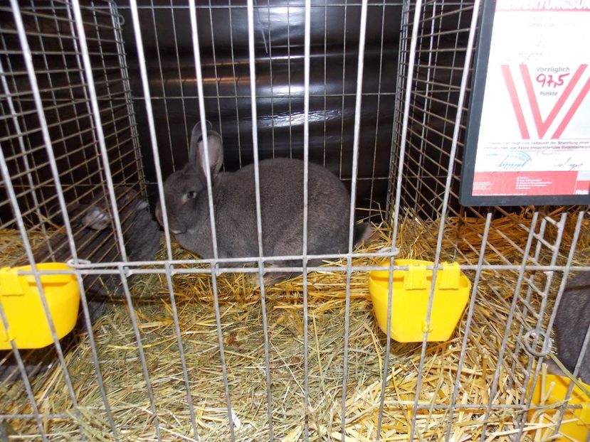  - EXPO-2017- NATIONALA AUSTRIEI WELS