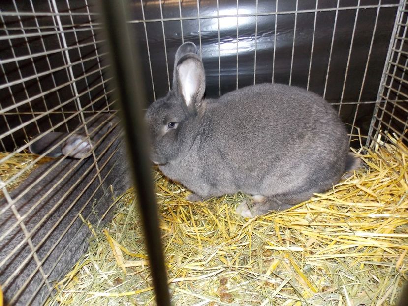  - EXPO-2017- NATIONALA AUSTRIEI WELS