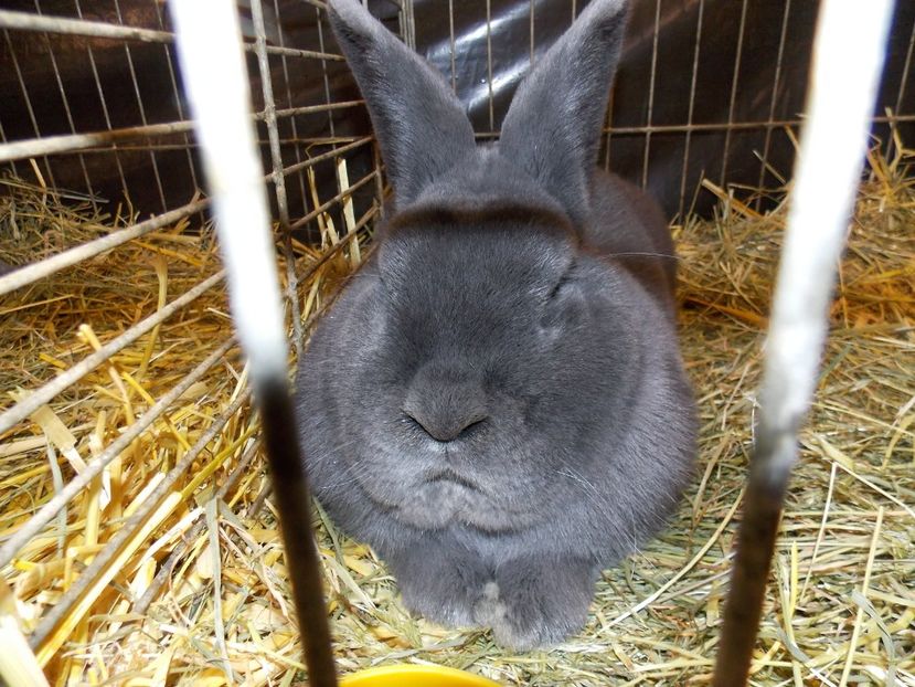  - EXPO-2017- NATIONALA AUSTRIEI WELS