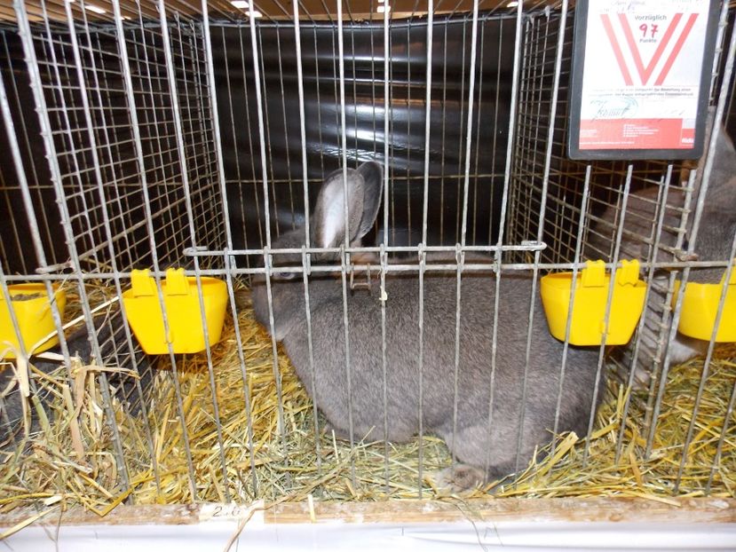  - EXPO-2017- NATIONALA AUSTRIEI WELS