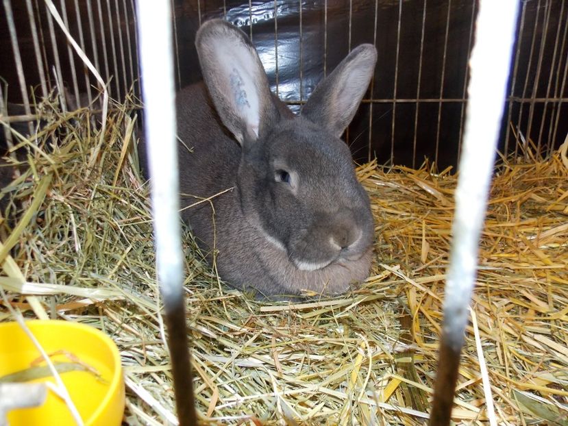  - EXPO-2017- NATIONALA AUSTRIEI WELS