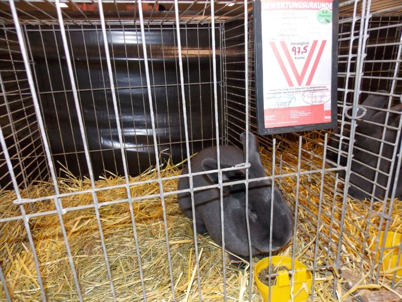  - EXPO-2017- NATIONALA AUSTRIEI WELS