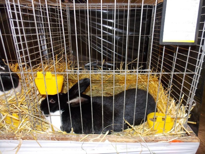  - EXPO-2017- NATIONALA AUSTRIEI WELS