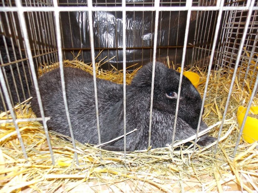  - EXPO-2017- NATIONALA AUSTRIEI WELS