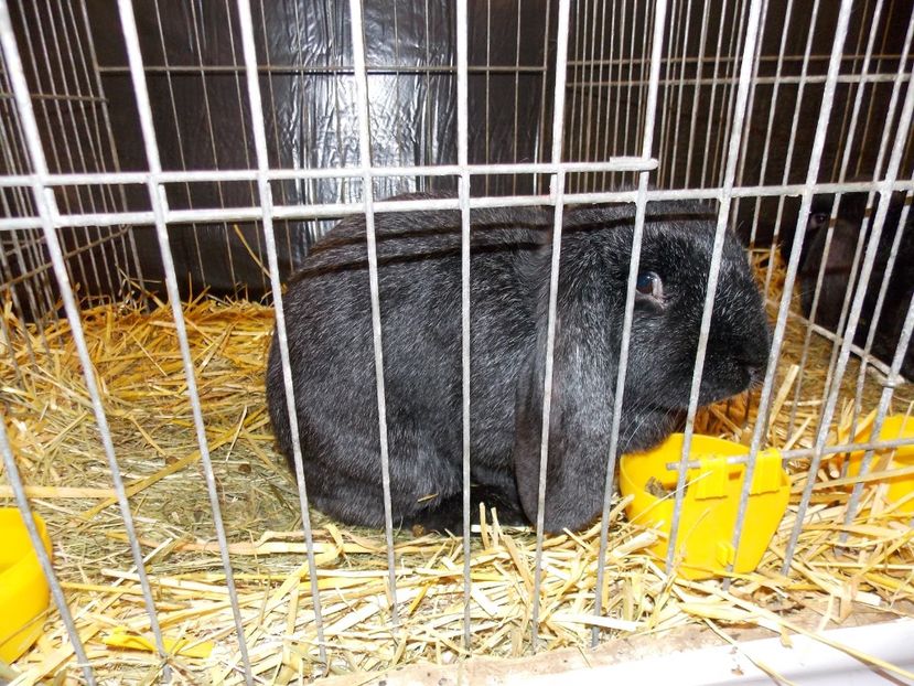  - EXPO-2017- NATIONALA AUSTRIEI WELS