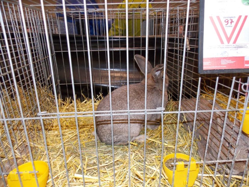  - EXPO-2017- NATIONALA AUSTRIEI WELS