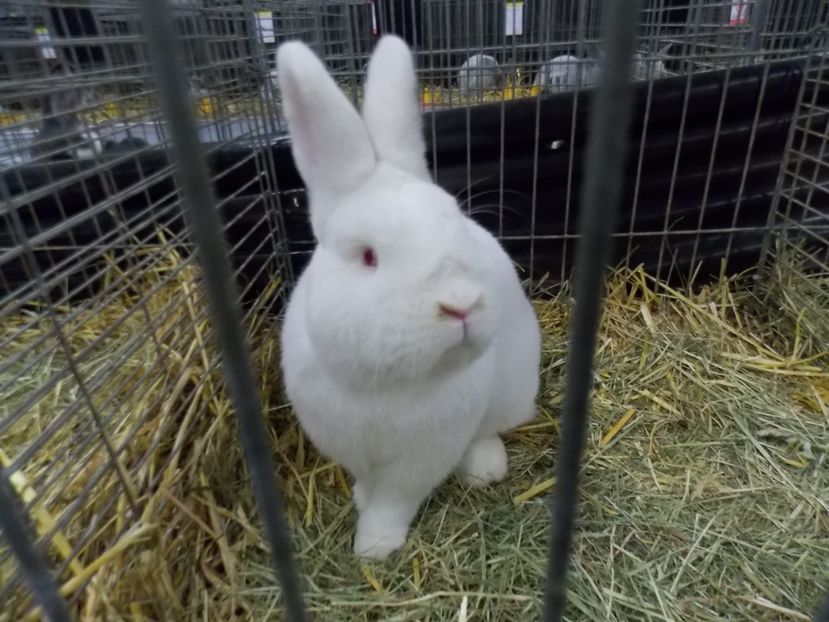  - EXPO-2017- NATIONALA AUSTRIEI WELS