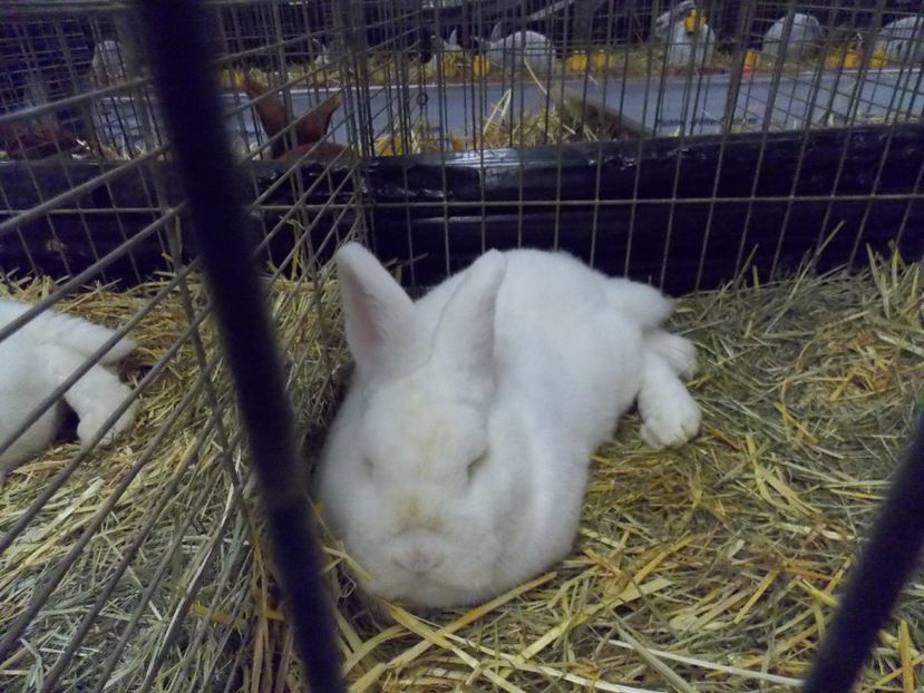  - EXPO-2017- NATIONALA AUSTRIEI WELS