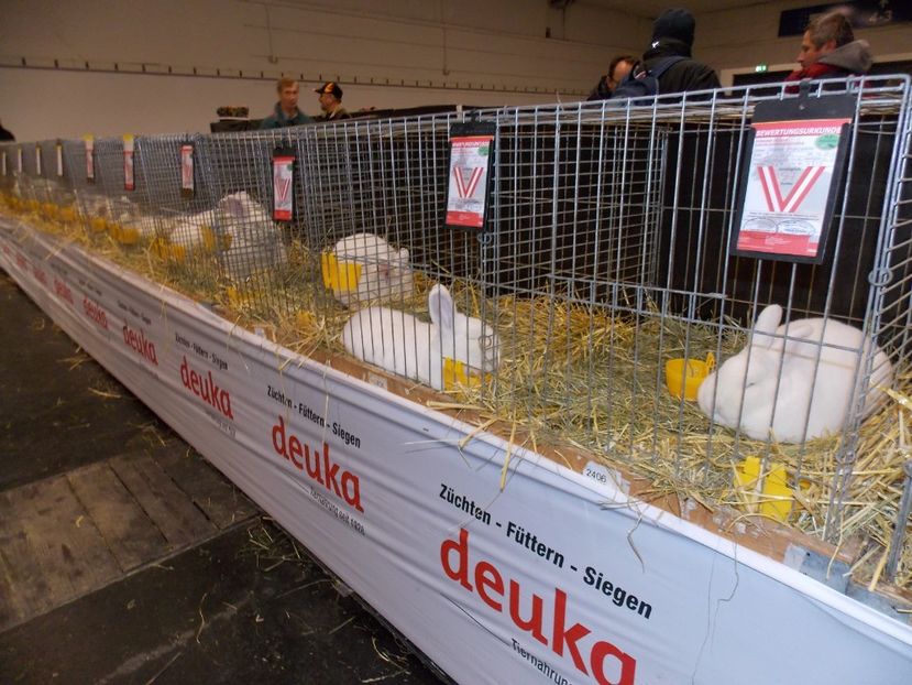  - EXPO-2017- NATIONALA AUSTRIEI WELS