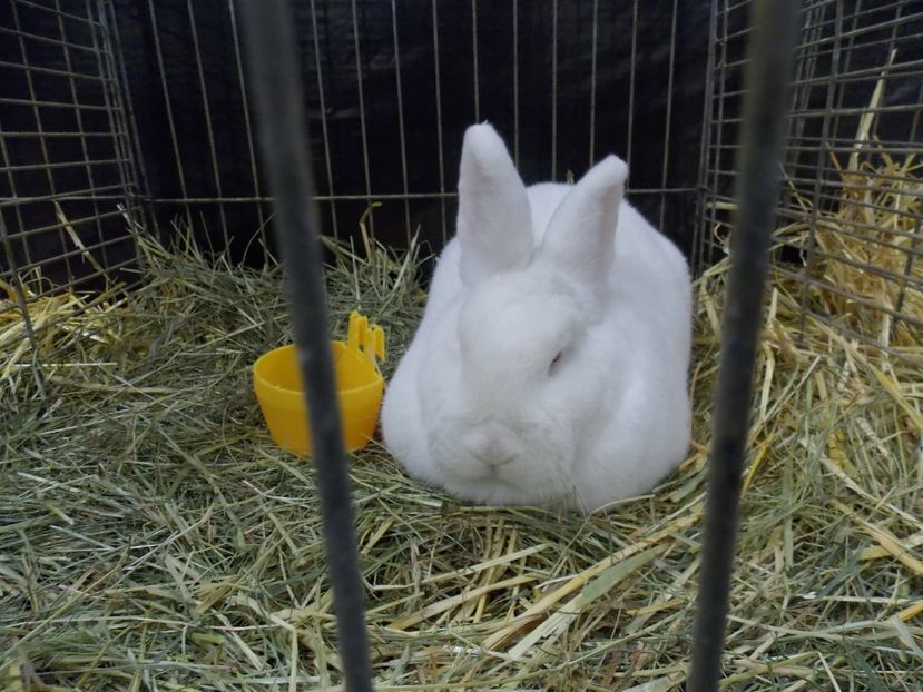  - EXPO-2017- NATIONALA AUSTRIEI WELS