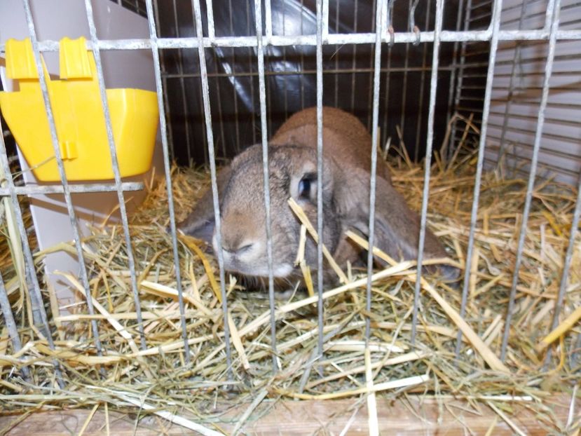  - EXPO-2017- NATIONALA AUSTRIEI WELS