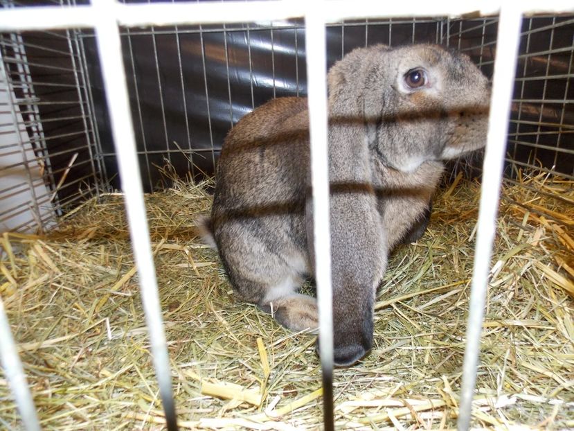  - EXPO-2017- NATIONALA AUSTRIEI WELS