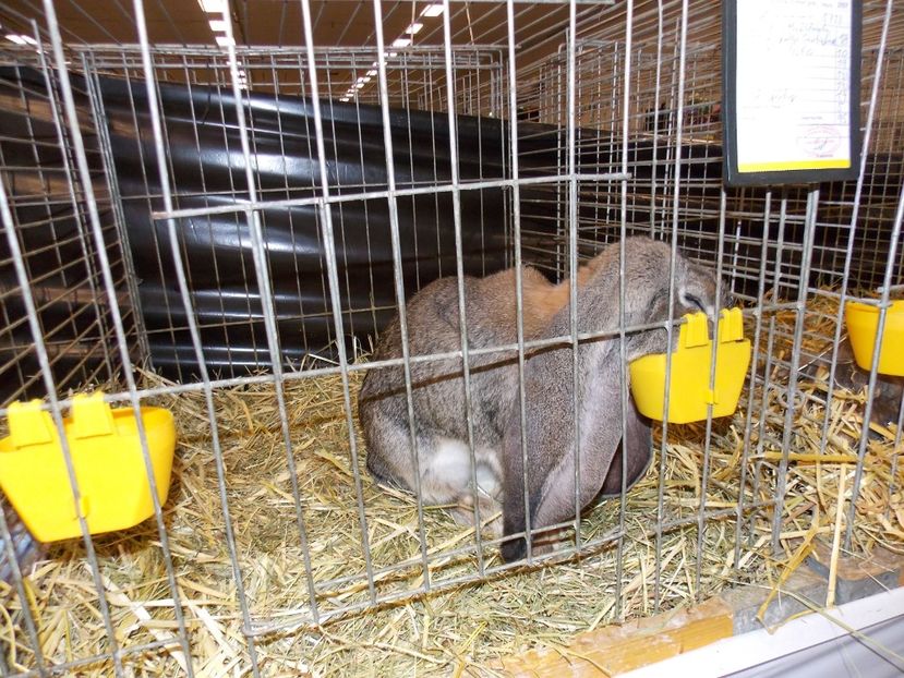  - EXPO-2017- NATIONALA AUSTRIEI WELS