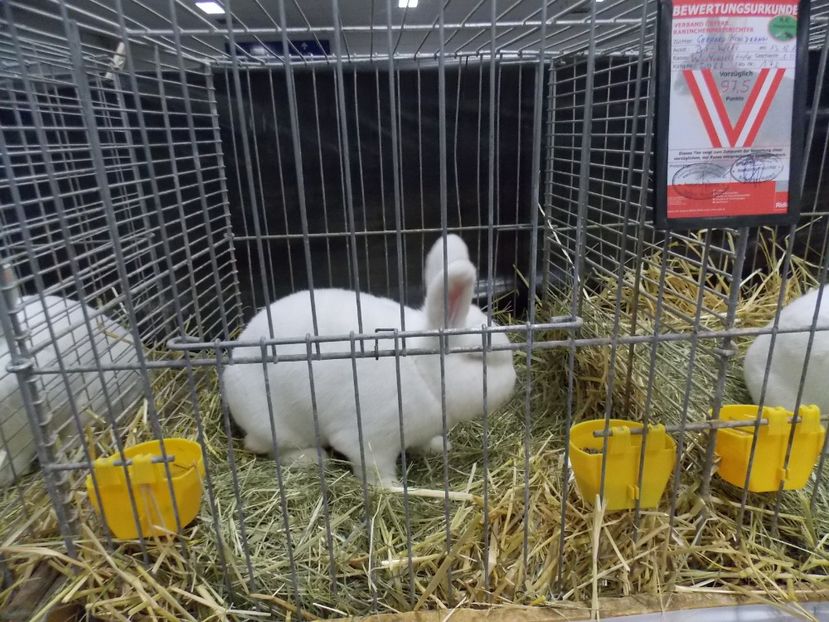  - EXPO-2017- NATIONALA AUSTRIEI WELS