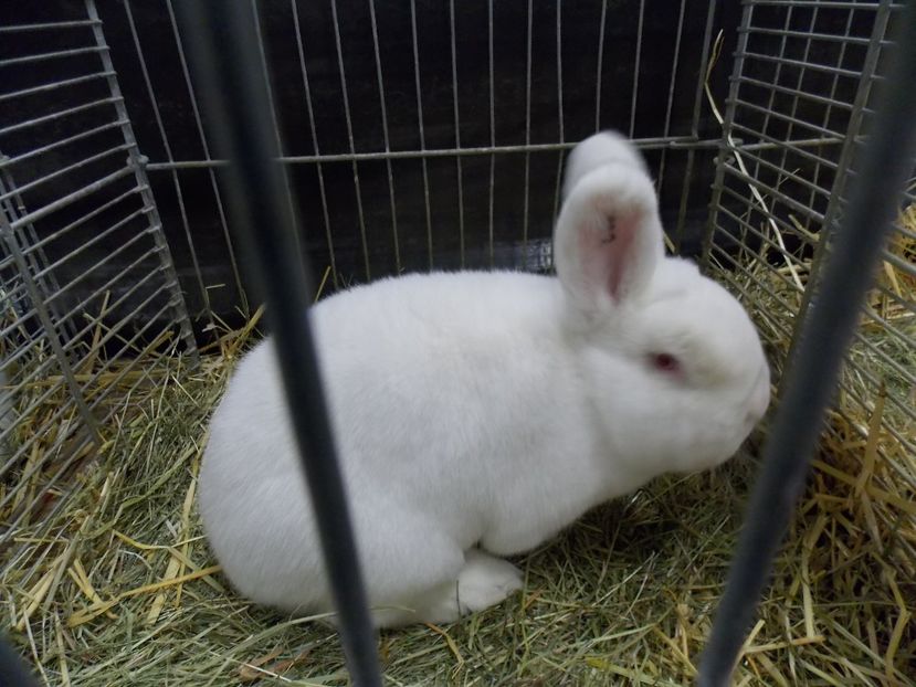  - EXPO-2017- NATIONALA AUSTRIEI WELS