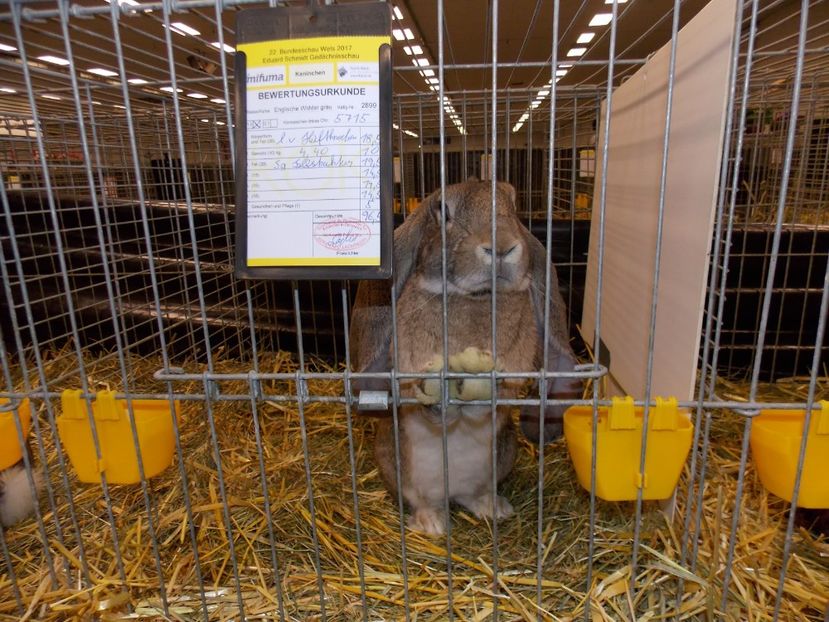  - EXPO-2017- NATIONALA AUSTRIEI WELS