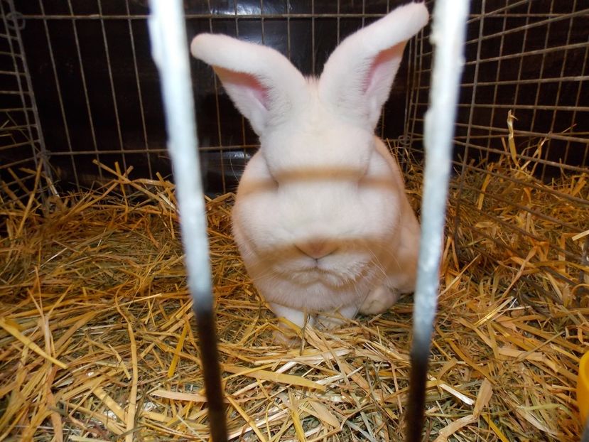  - EXPO-2017- NATIONALA AUSTRIEI WELS